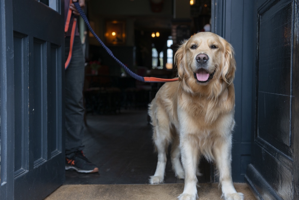 gold retriever standing on the door