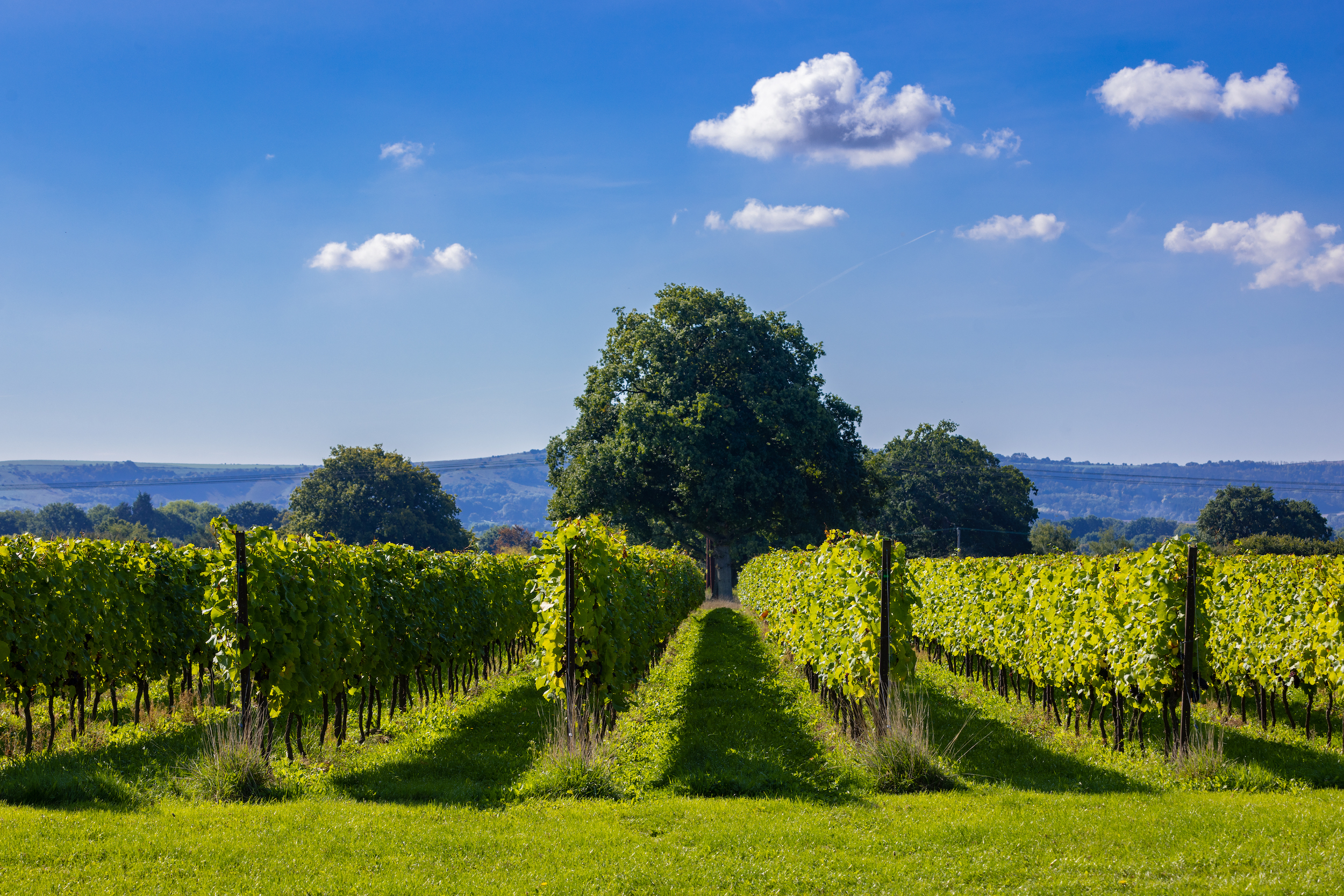 Nyetimber vineyard and vines against a blue backdrop sky