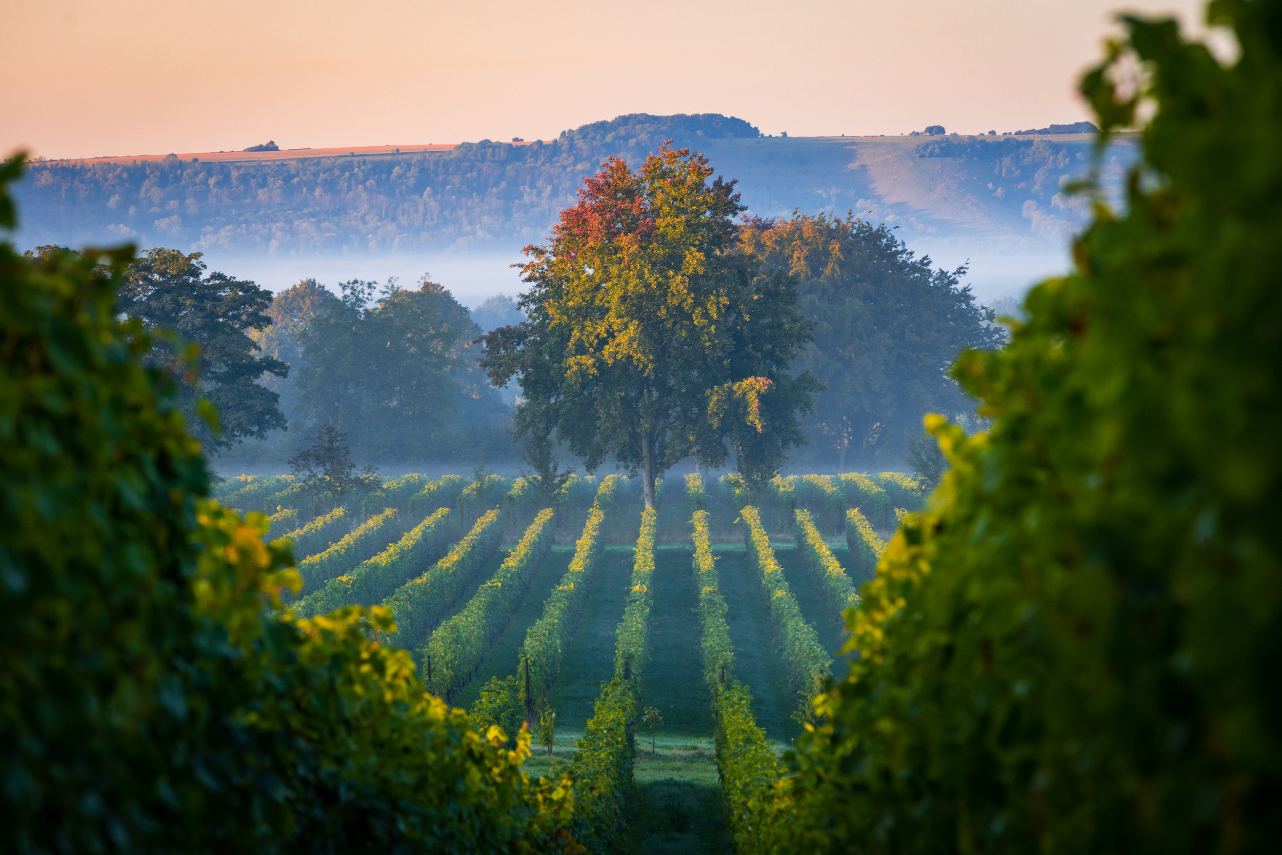 a moody picture of the Nyetimber wine estate and vineyards. 