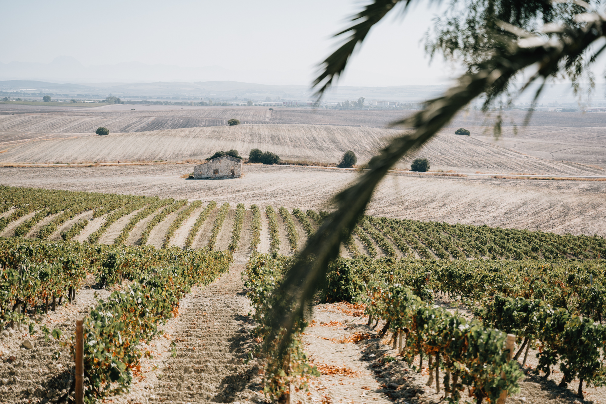 Jerez Vineyard