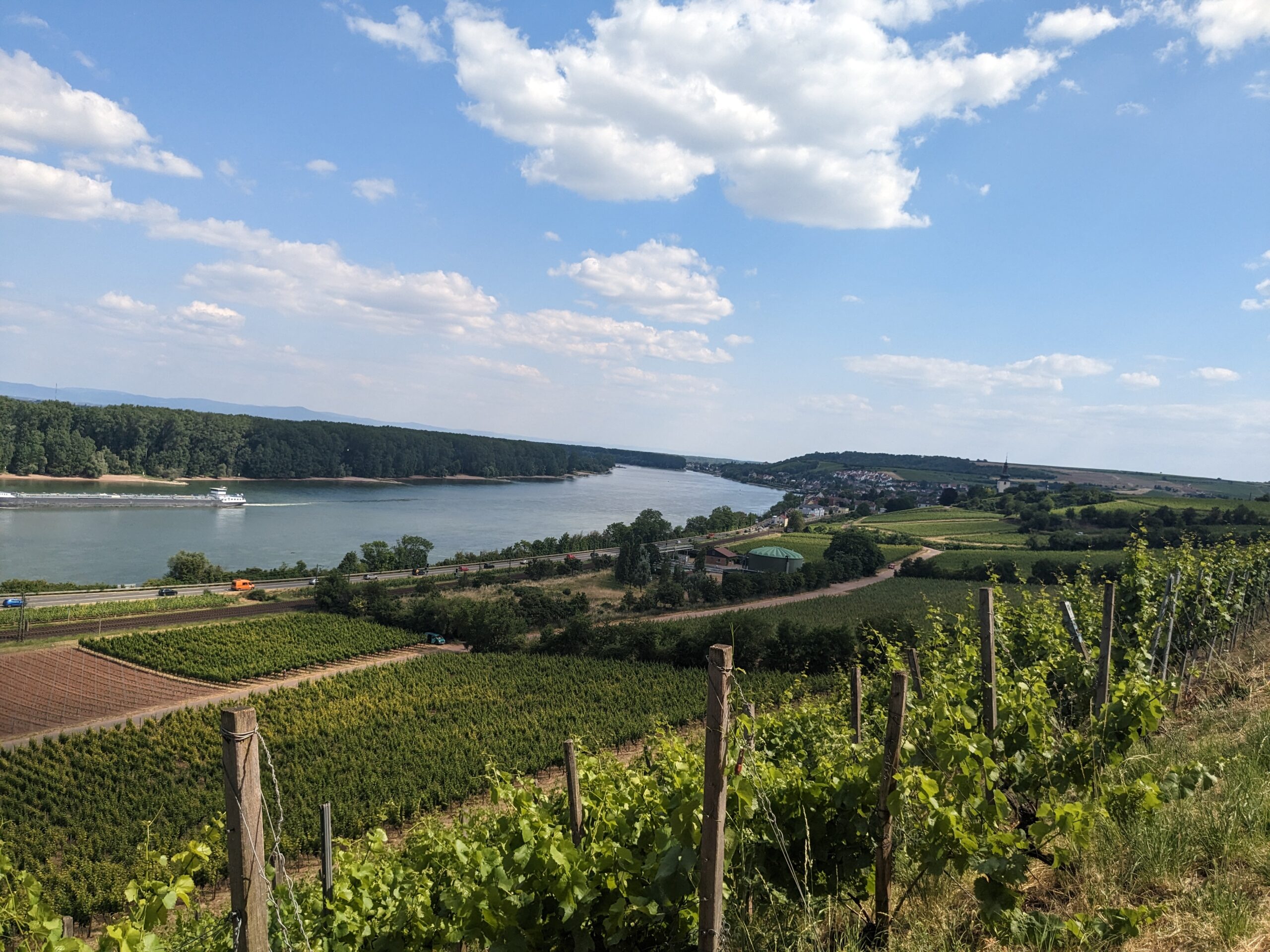 Vineyard. Anna Reilly interview 