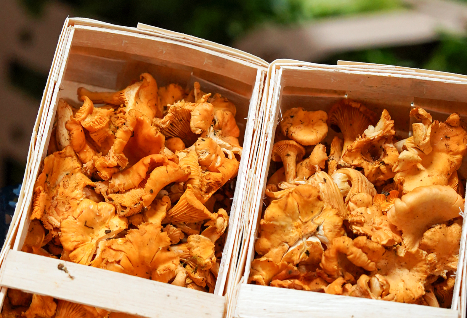 orange coloured mushrooms from Sussex. In a wooden crate