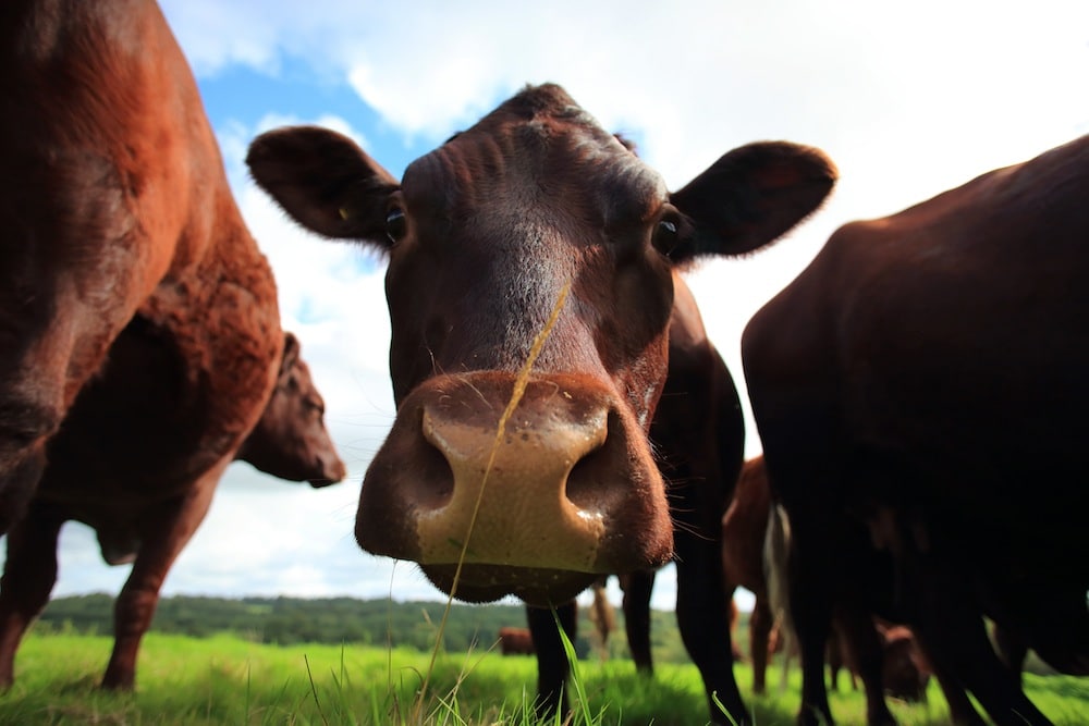 Cattle at Trenchmore Farm Horsham