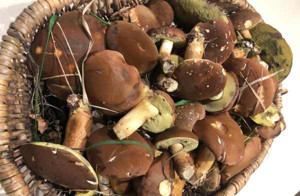 Foraged Mushroom