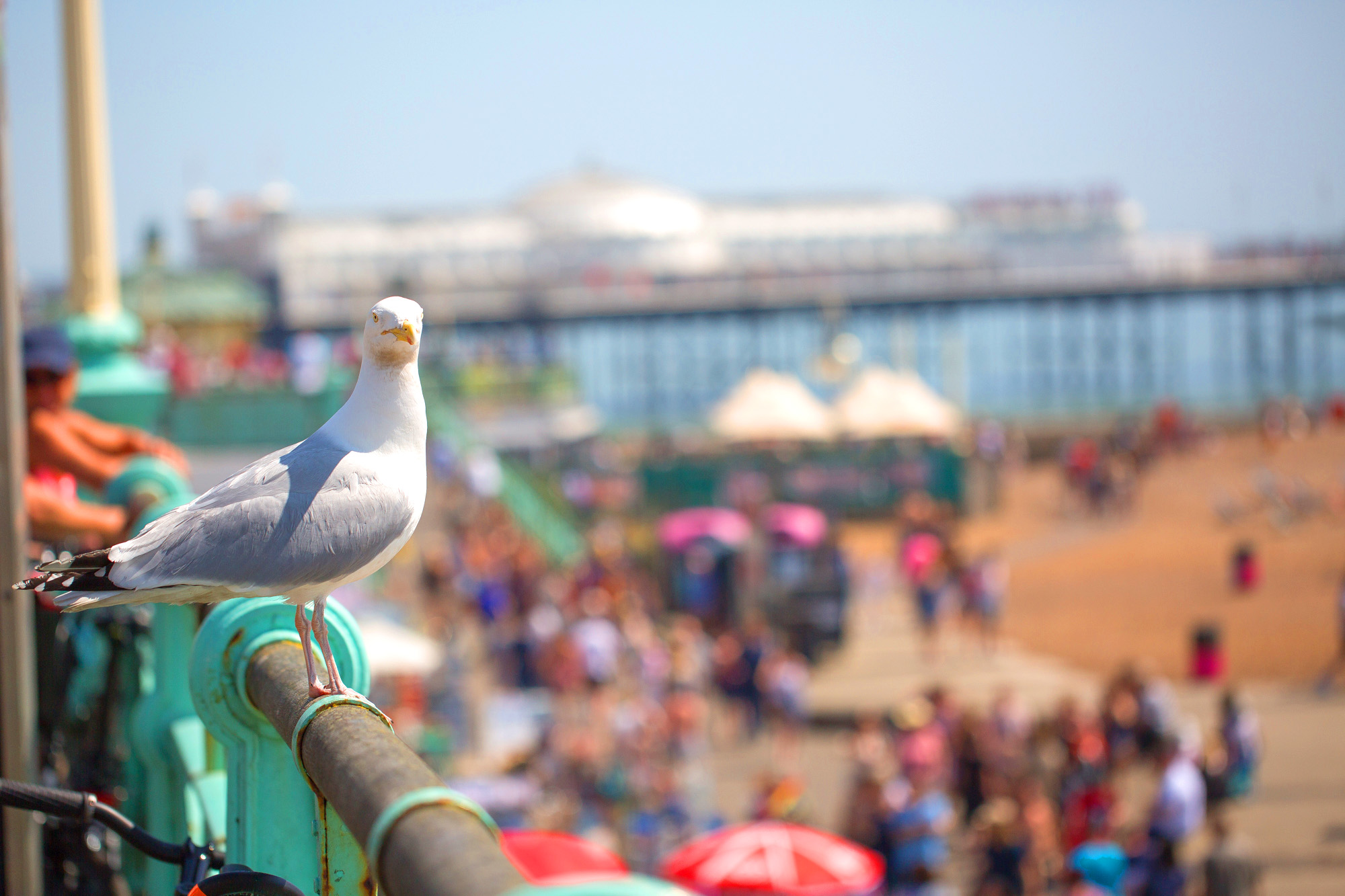 Seagull on the Brighton seafront